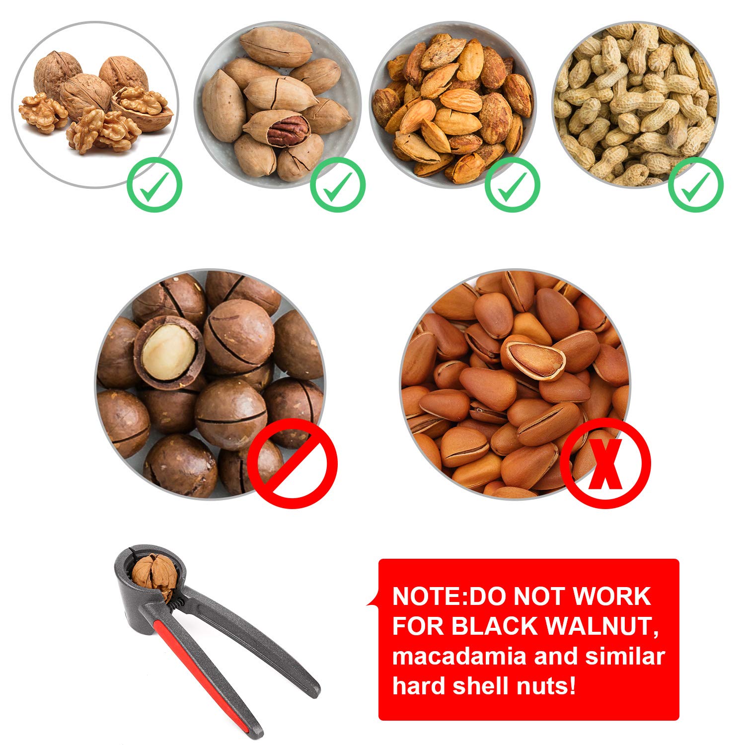 Anwenk Nutcracker cup-design in action holding a nut securely for clean cracking