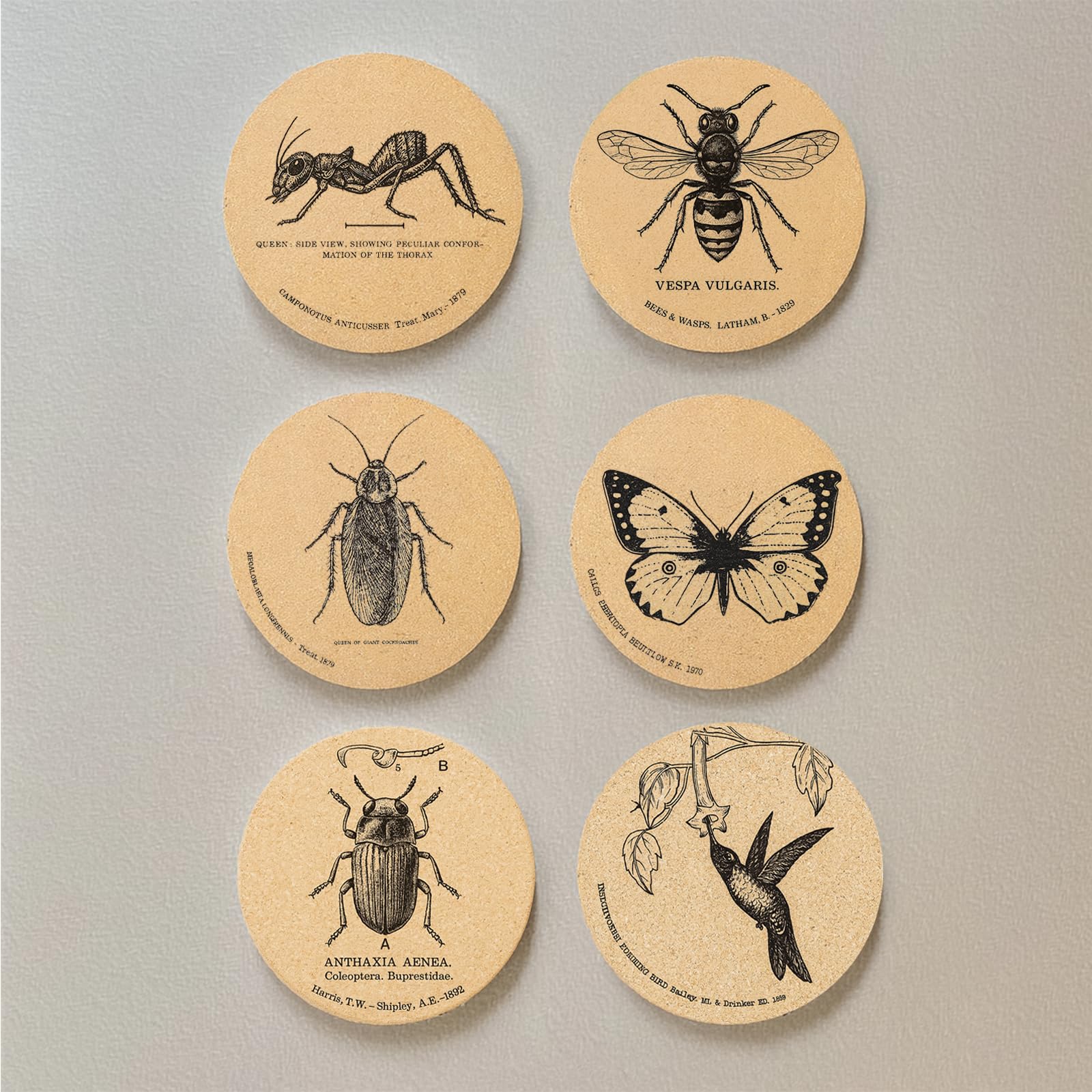 Cegkuc entomology art coaster set highlights insect designs on durable cork.