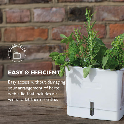 Cole & Mason fresh herb keeper with removable dividers for organized herbs.