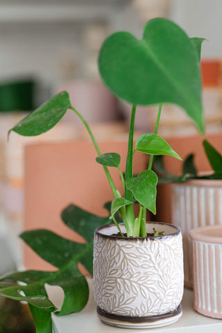 D'vine Dev planter styled in living room for contemporary aesthetics.