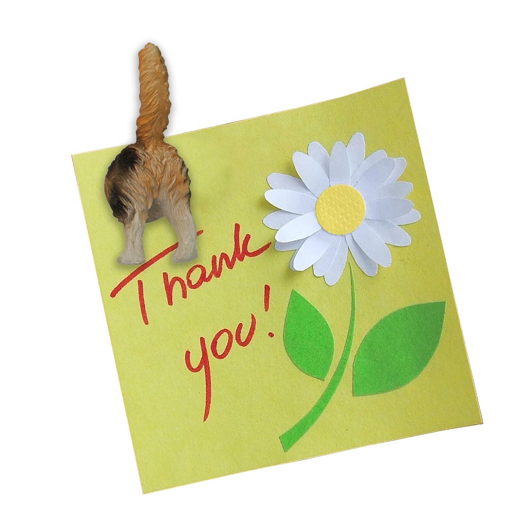 Evelots cat butt magnets brighten lockers, desks, and kitchen spaces.