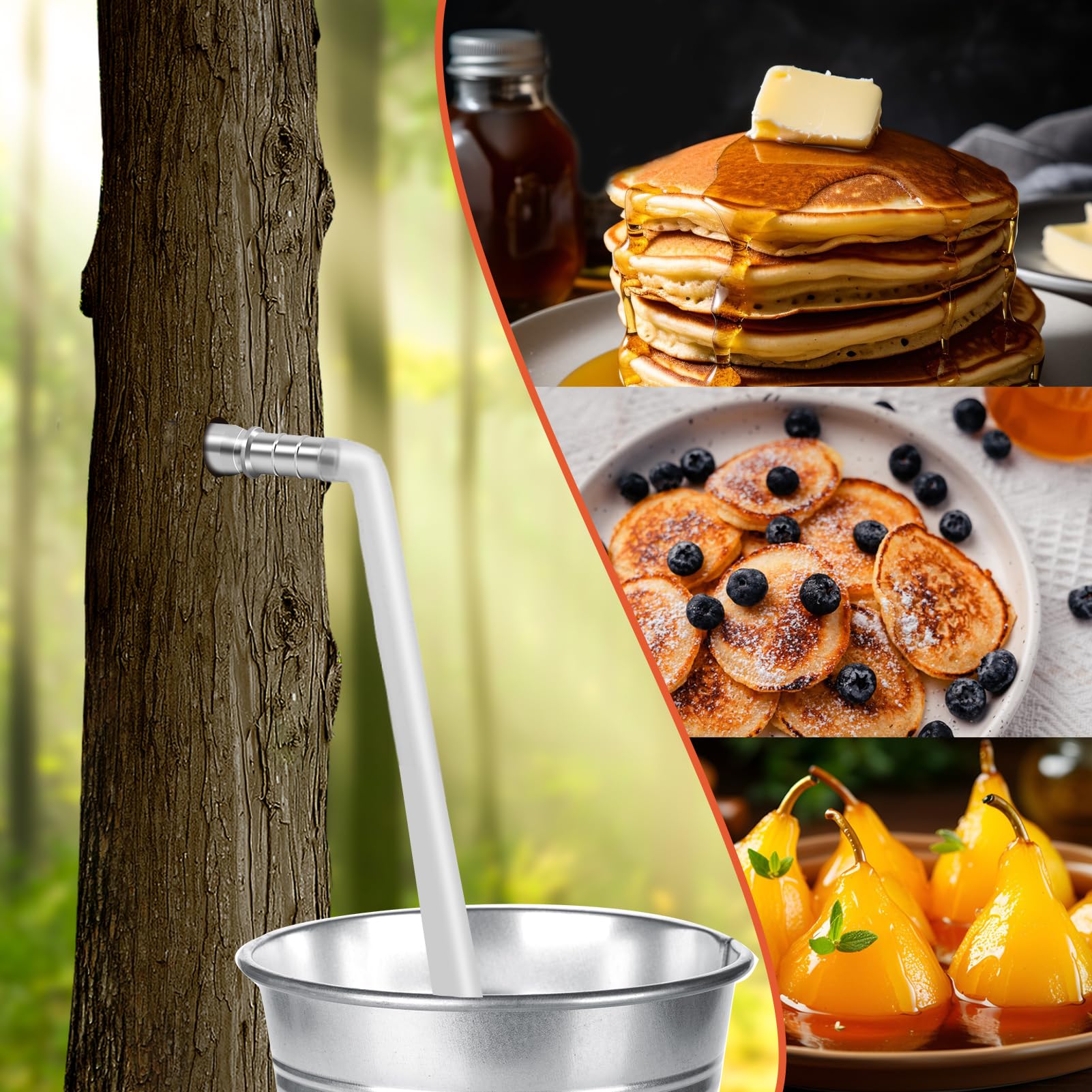 Feoang maple harvest in March and April with ease