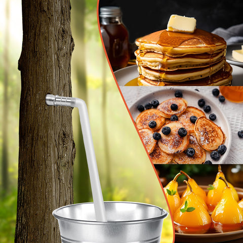 Feoang maple harvest in March and April with ease