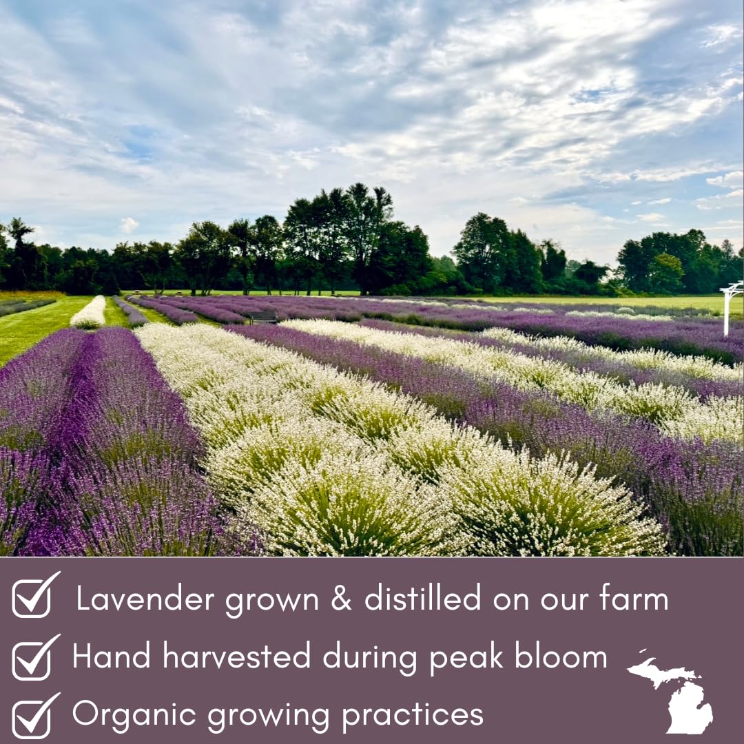 Lavender Lane lavender sprigs for lemonade and mocktails.