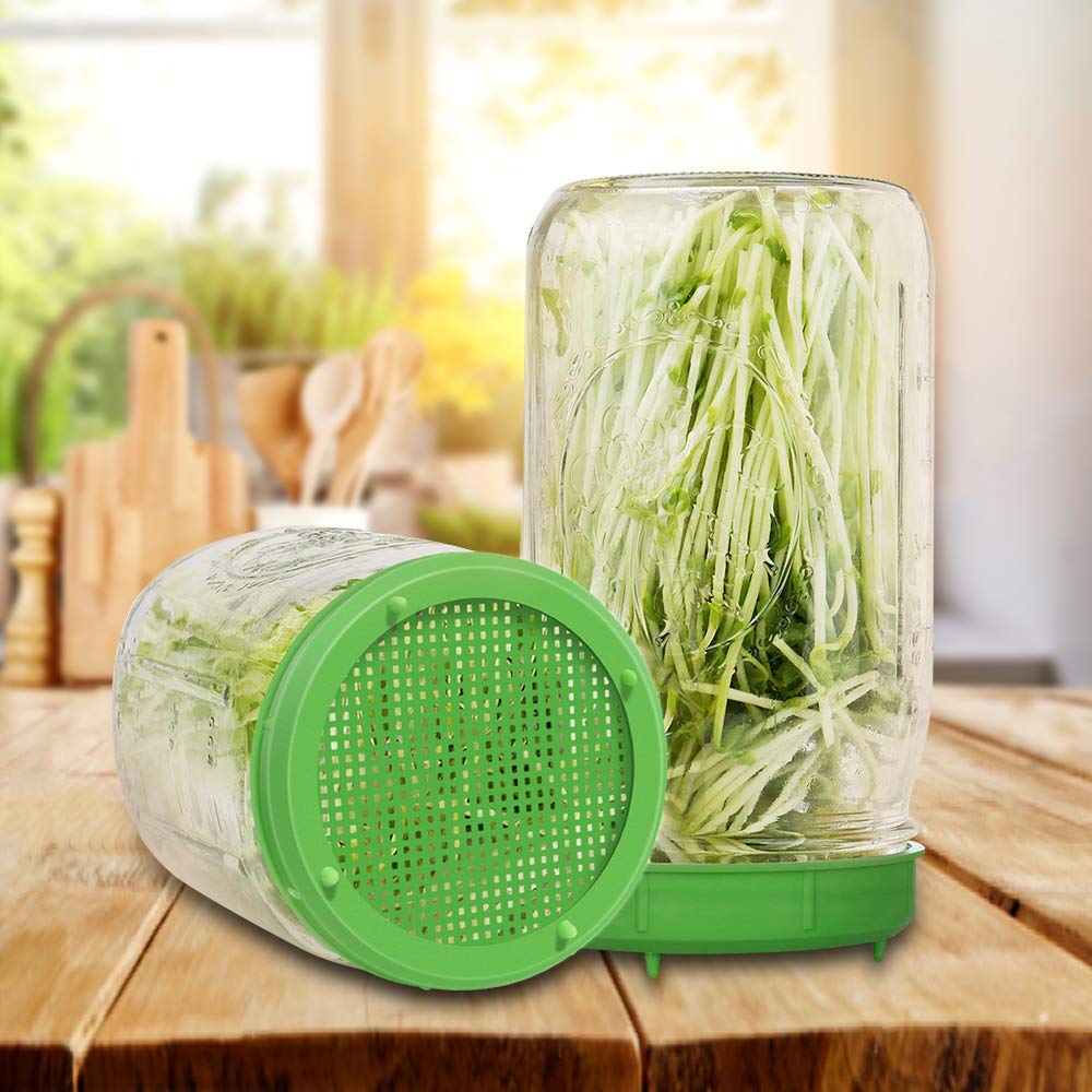 Picowe green sprouting lid fits most wide-mouth jars for broccoli sprouts.