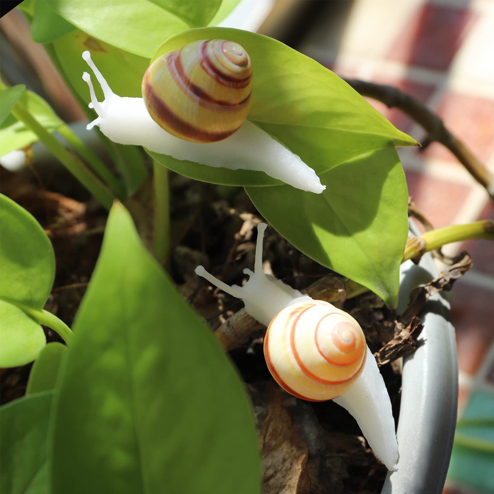 PPCLION close up of snail shell magnetic back for surface safety