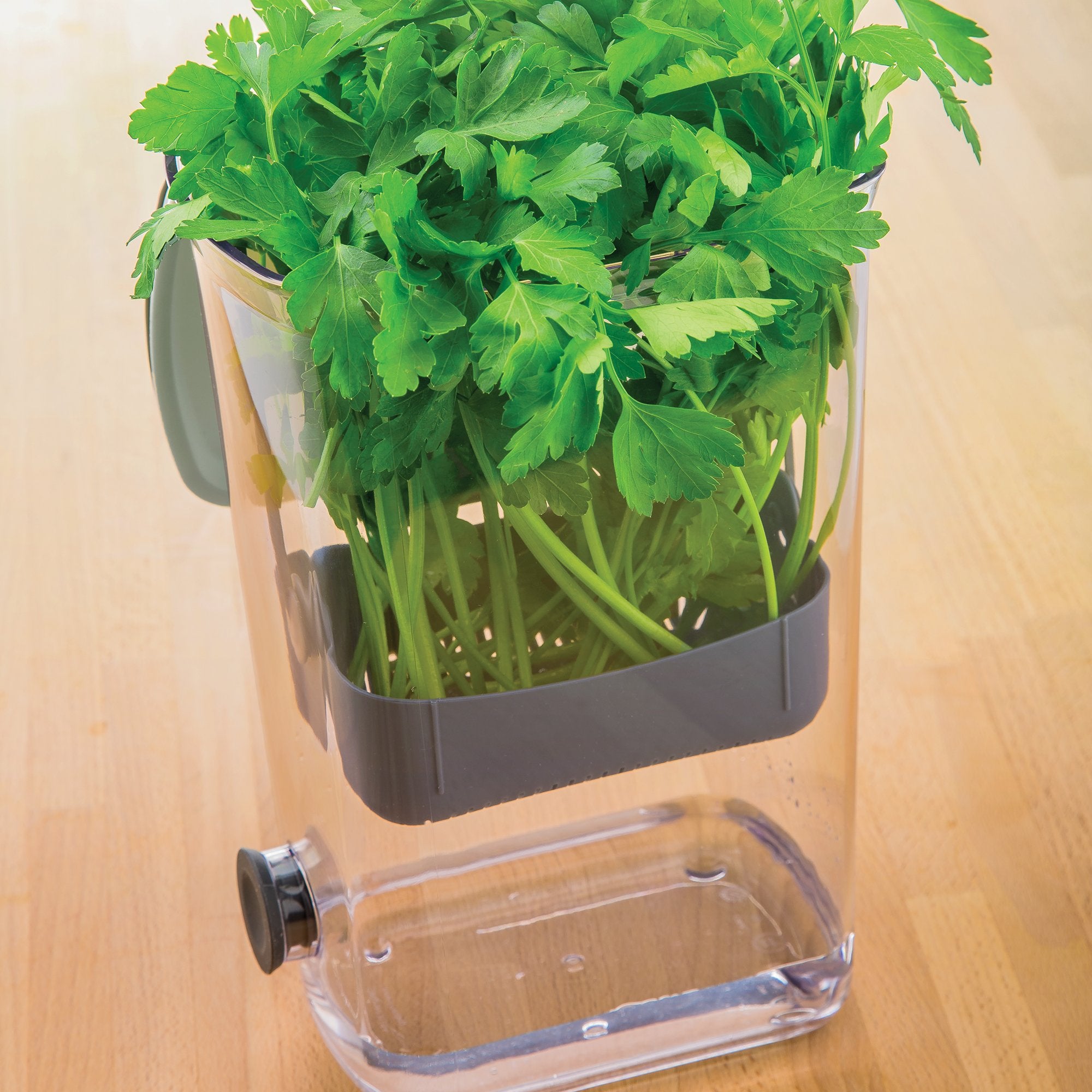 ProKeeper Herb Keeper white parsley and cilantro stored neatly