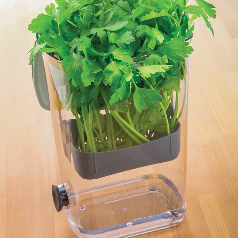 ProKeeper Herb Keeper white parsley and cilantro stored neatly