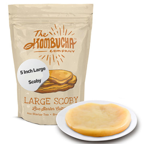The Kombucha Company scoby large 5-inch front view enables easy home brewing