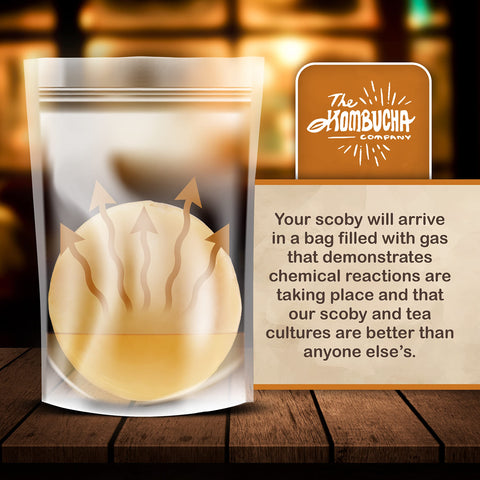 The Kombucha Company scoby packaging double bagged highlights freshness and quality
