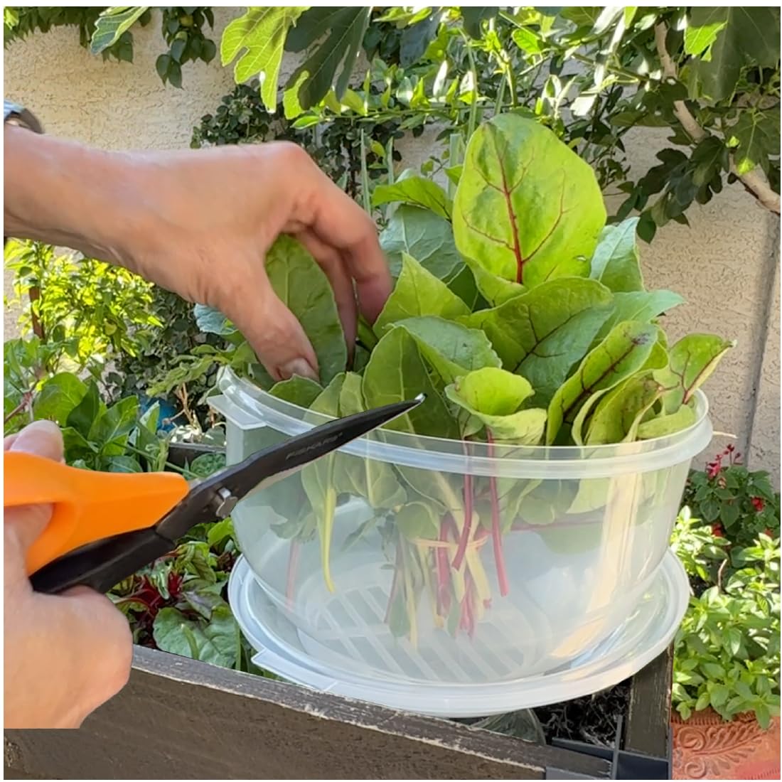 Trenton Gifts lettuce storage keeper lid view demonstrates clear visibility and freshness monitoring.