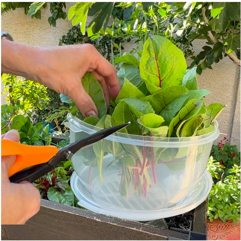 Trenton Gifts lettuce storage keeper lid view demonstrates clear visibility and freshness monitoring.